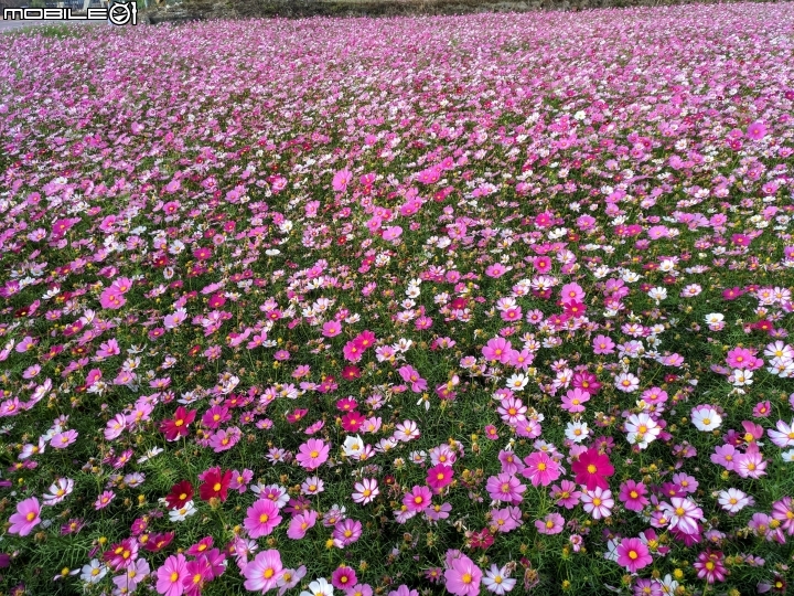 大波斯菊花海+紅花風鈴木 台南市鹽水區信義路+行昌路 01/17