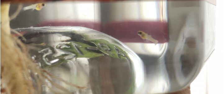 孔雀魚寶寶肚子很大