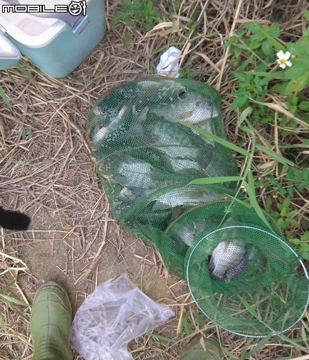 元旦三天釣魚假，這次水庫都是小福居多，沒有二斤級的。