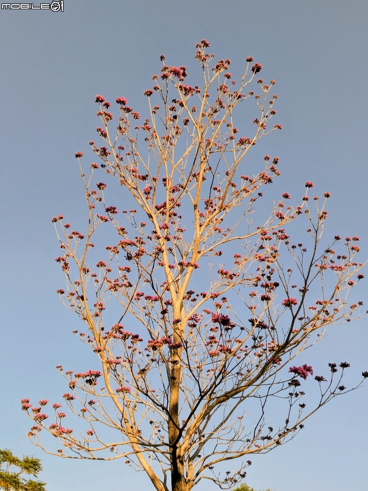 紅花風鈴木 嘉義市東區興中街文化公園 01/01