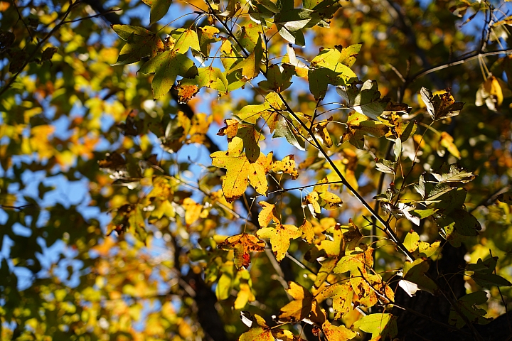 物有所值！Sony FE 24-105 mm F4 G OSS‧旅遊鏡評測（Canon、Nikon、Sigma 同場較勁！）