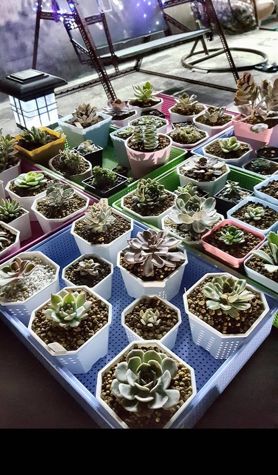 夏天在鐵皮屋上擺放盆栽植物會熱死嗎?