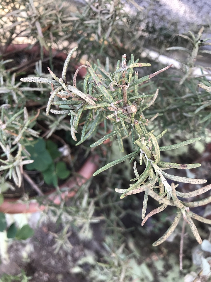迷迭香 生病 求助