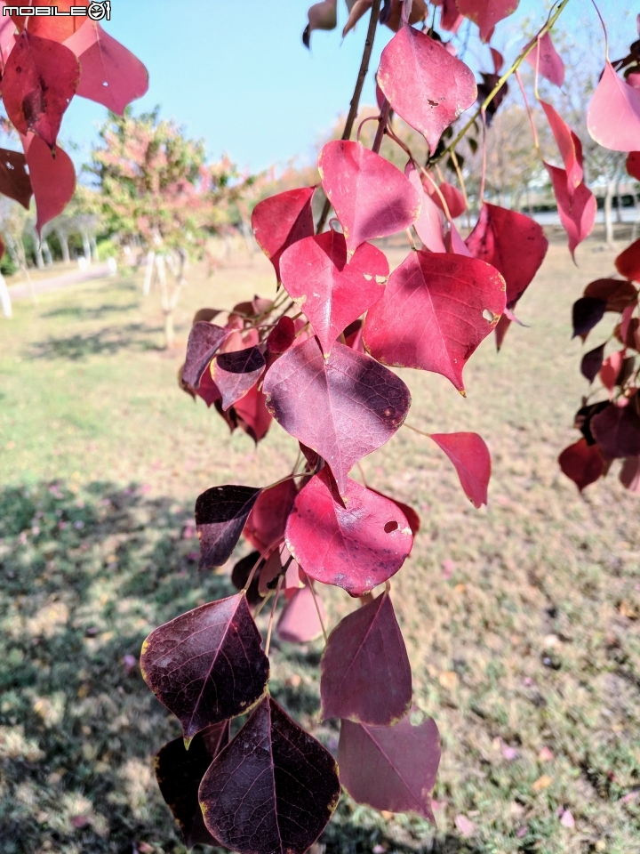 烏桕葉轉紅 台南市 新市區 樹谷園區 風之谷 12/30