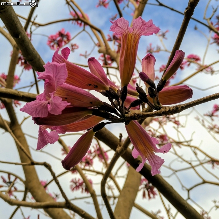 大波斯菊花海+紅花風鈴木 台南市鹽水區信義路+行昌路 01/17