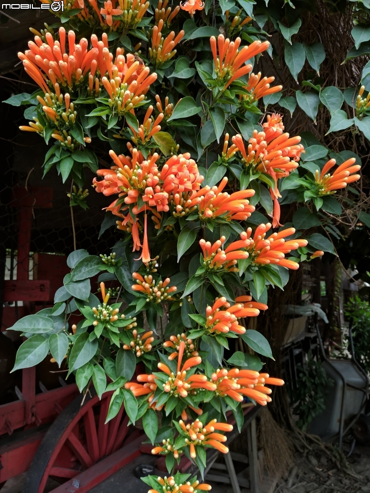 炮仗花 台南市後壁區福安里7-11連營門市 01/27