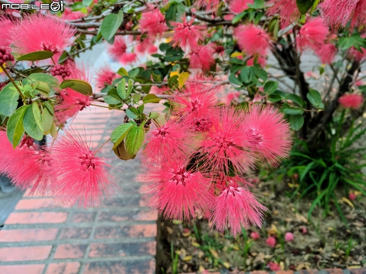 粉撲花 台南市歸仁區歸仁運動公園 01/26
