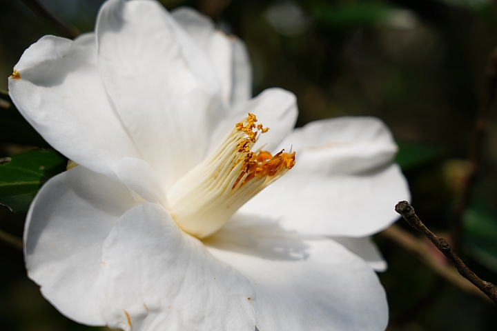 物有所值！Sony FE 24-105 mm F4 G OSS‧旅遊鏡評測（Canon、Nikon、Sigma 同場較勁！）