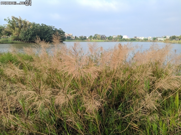 紅花風鈴木 台南市關廟區大潭埤旺萊公園01/26