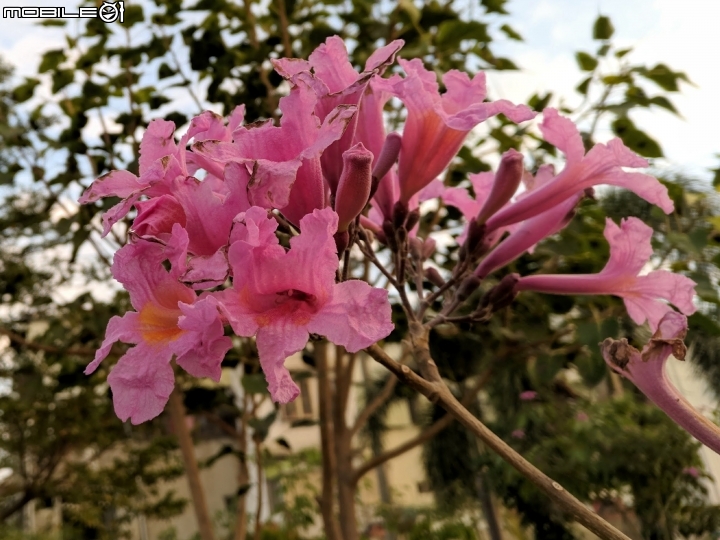 紅花風鈴木 台南市永康公園 01/25