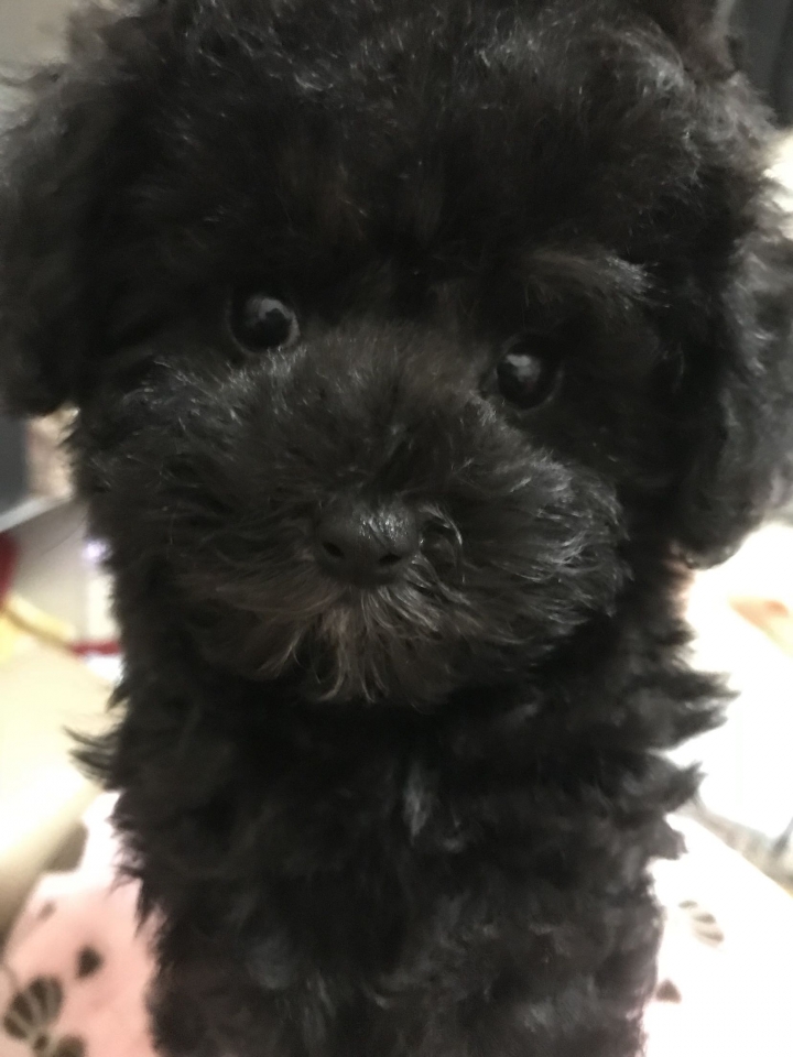 迷你黑貴賓迪迪