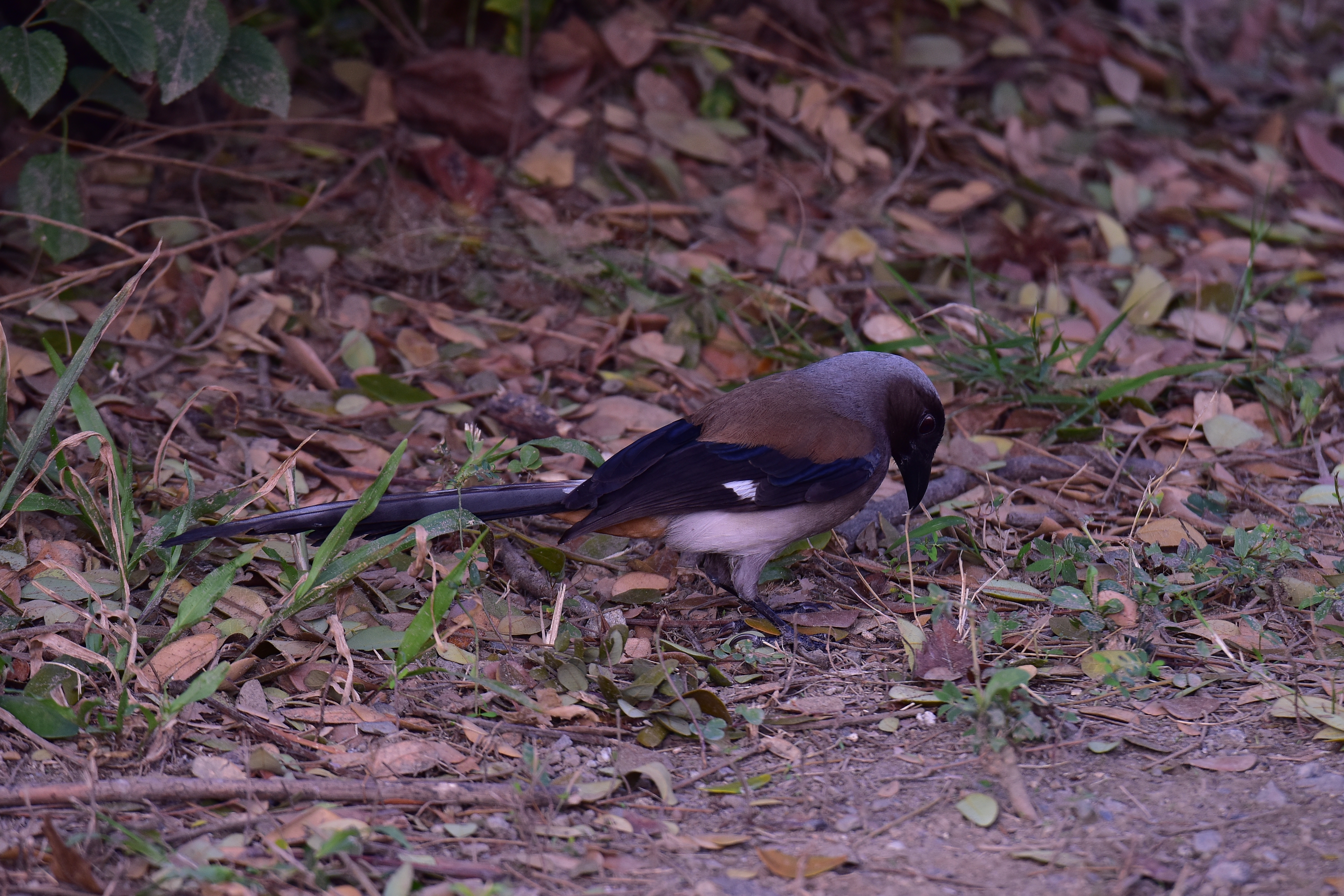 TAMRON 100-400mm A035