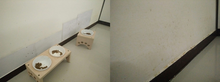 拒絕甲醛存在！給貓主子最無毒的【得利健康居】