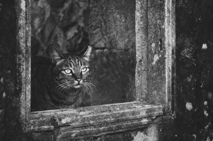 平溪一日遊 | 在平溪和侯硐與貓咪散步