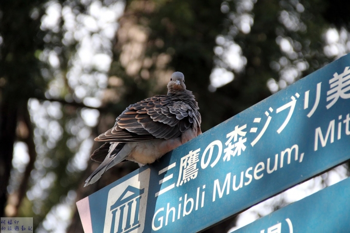2016日本東京過新年十三日自助行 (三) 三鷹吉卜力美術館、井之頭恩賜公園、吉祥寺、中野百老匯