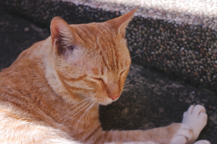 平溪一日遊 | 在平溪和侯硐與貓咪散步