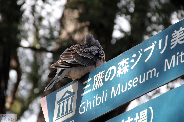 2016日本東京過新年十三日自助行 (三) 三鷹吉卜力美術館、井之頭恩賜公園、吉祥寺、中野百老匯
