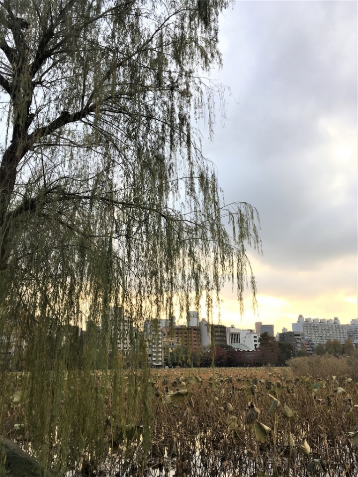 <日本>2017人妻日本放風行DAY1~樁屋珈琲店、上野恩賜公園、不忍池