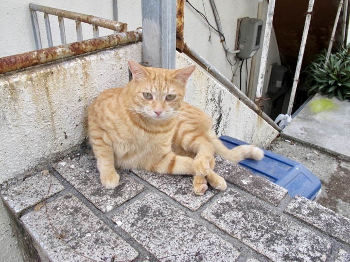 【Okinawa．走跳】沖繩國際通周邊巷弄散策-壺屋通.平和通與牧志市場飯糰