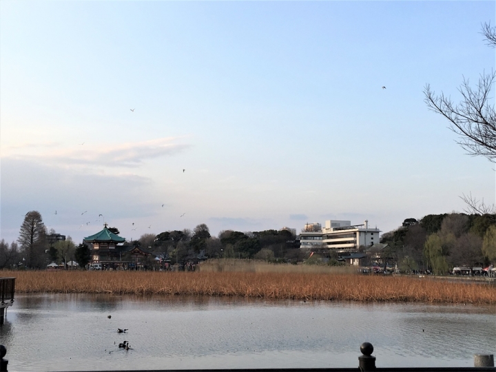 <日本>2017人妻日本放風行DAY1~樁屋珈琲店、上野恩賜公園、不忍池