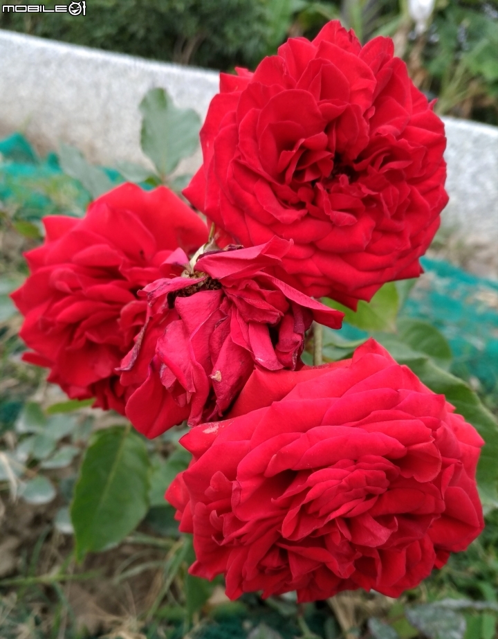 玫瑰花 台南市仁德區仁德滯洪池02/04