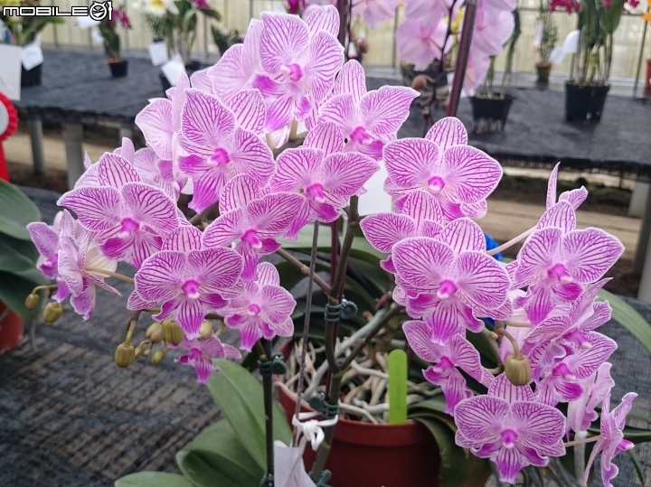 蘭花展 台南市山上區 山上水源地 02/11