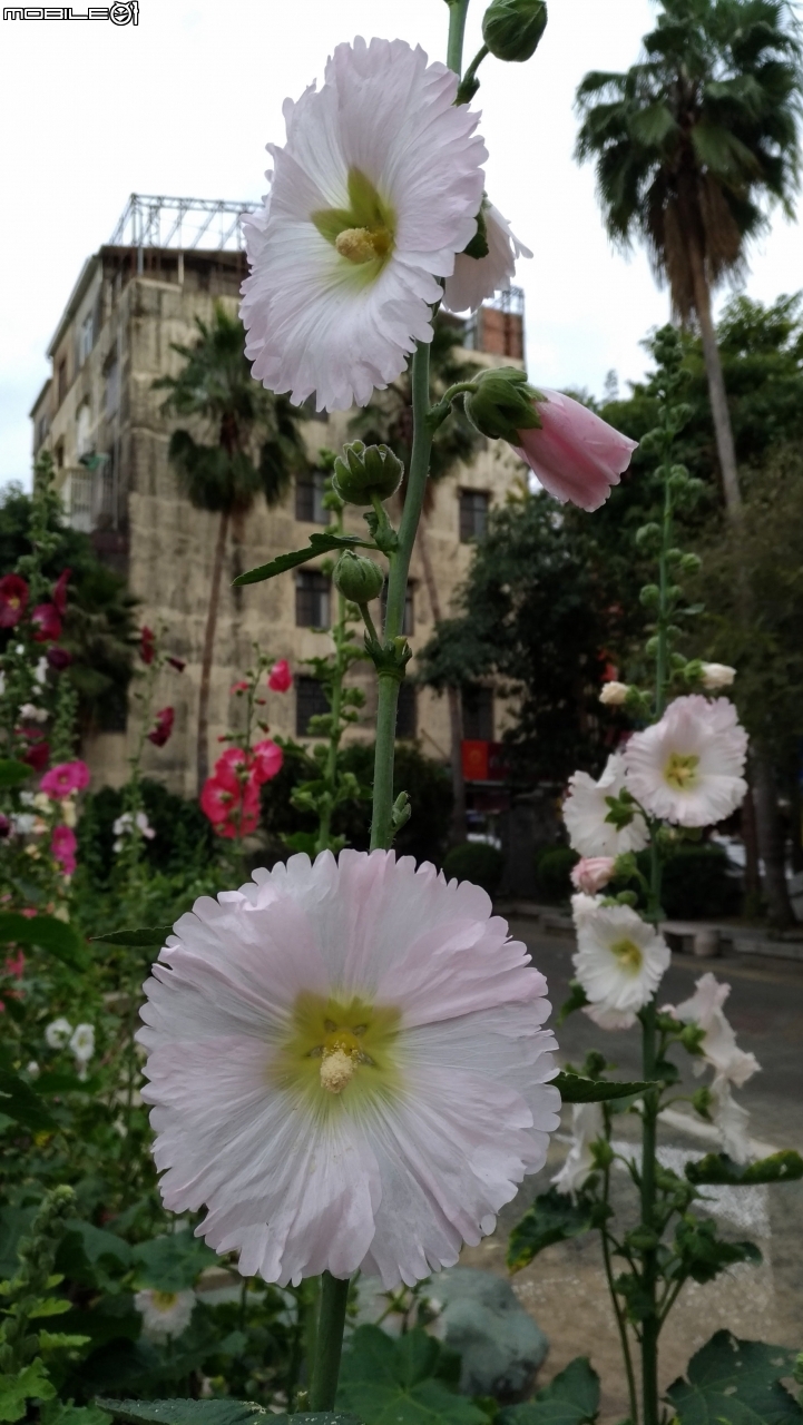 蜀葵花 台南市東區林森路二段東寧運動公園02/04