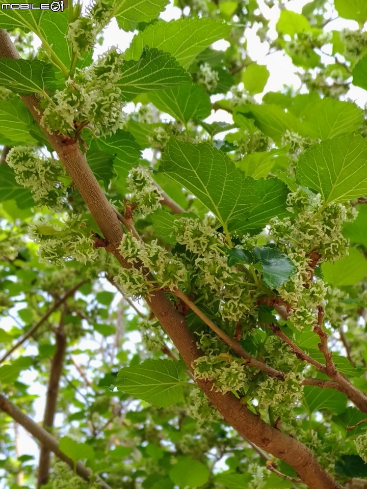 紅千層+河津櫻+落羽松+桑椹 台南市東區巴克禮公園 02/25