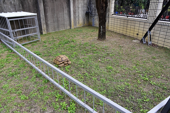 6歲蘇卡達搬到鄉下新家，同年紀豹龜仍留在高雄。