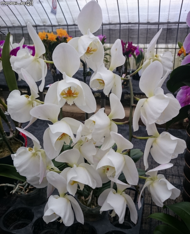 蘭花展 台南市山上區 山上水源地 02/11