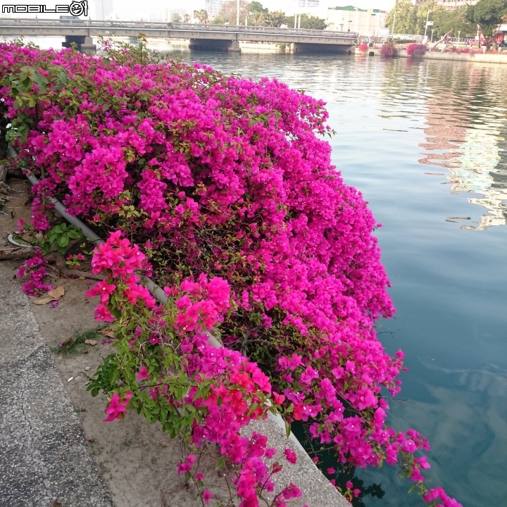 愛河燈會 高雄市七賢橋 02/24