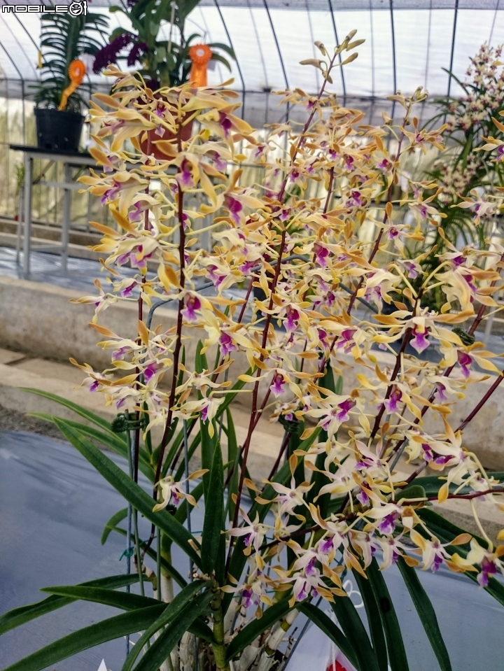 蘭花展 台南市山上區 山上水源地 02/11