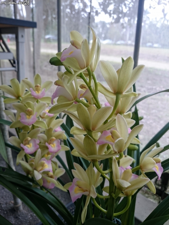 蘭花展 台南市山上區 山上水源地 02/11