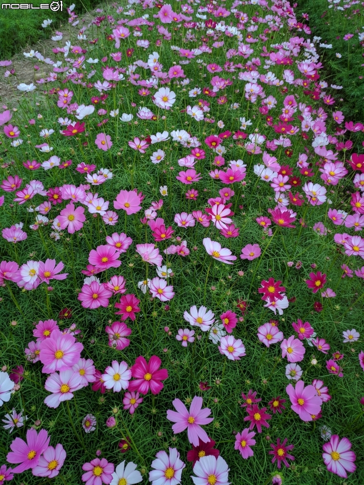 杉林花海 高雄市杉林區02/06