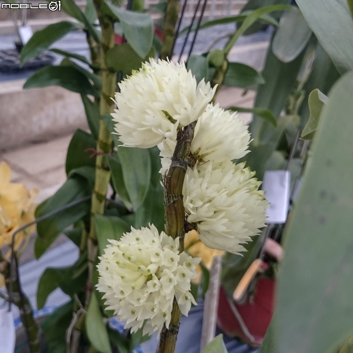 蘭花展 台南市山上區 山上水源地 02/11