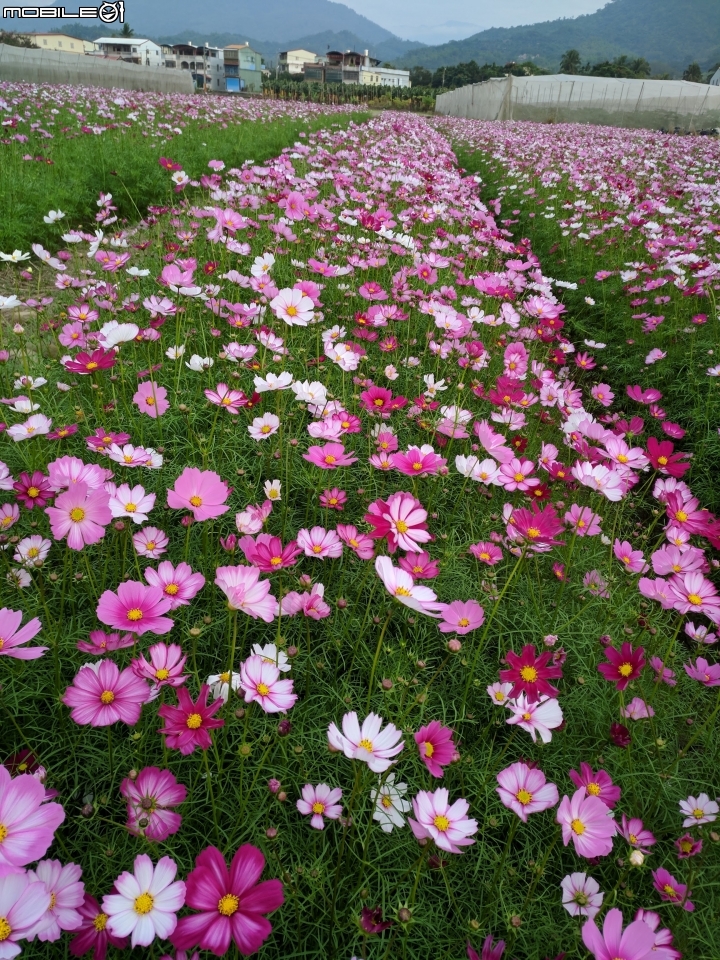 杉林花海 高雄市杉林區02/06