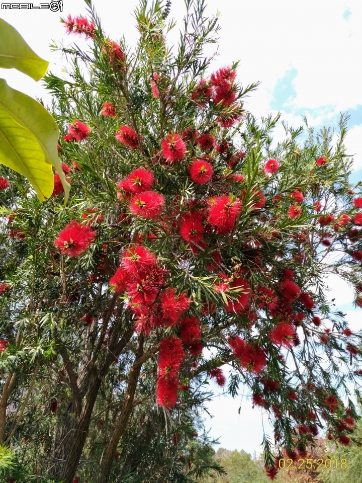 紅千層+河津櫻+落羽松+桑椹 台南市東區巴克禮公園 02/25