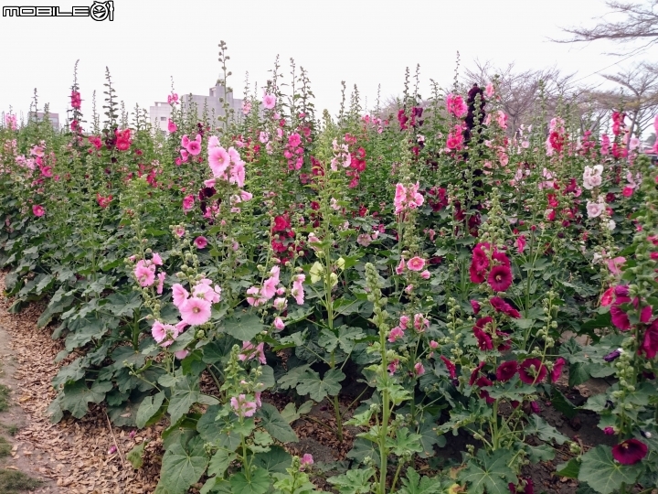 蜀葵花 台南市學甲區光華里 02/28