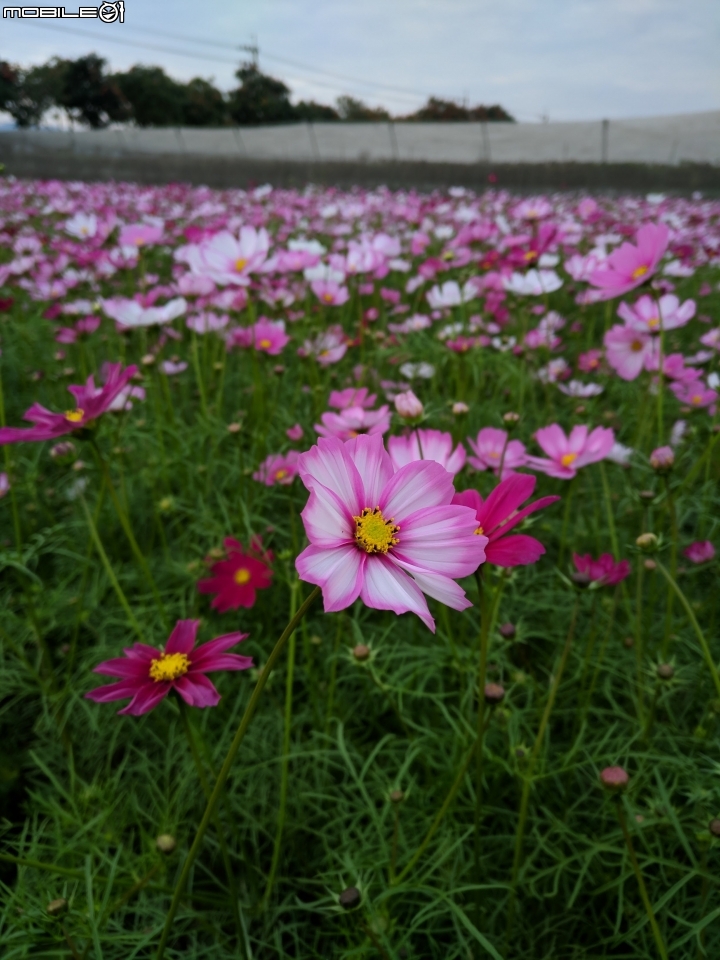 杉林花海 高雄市杉林區02/06