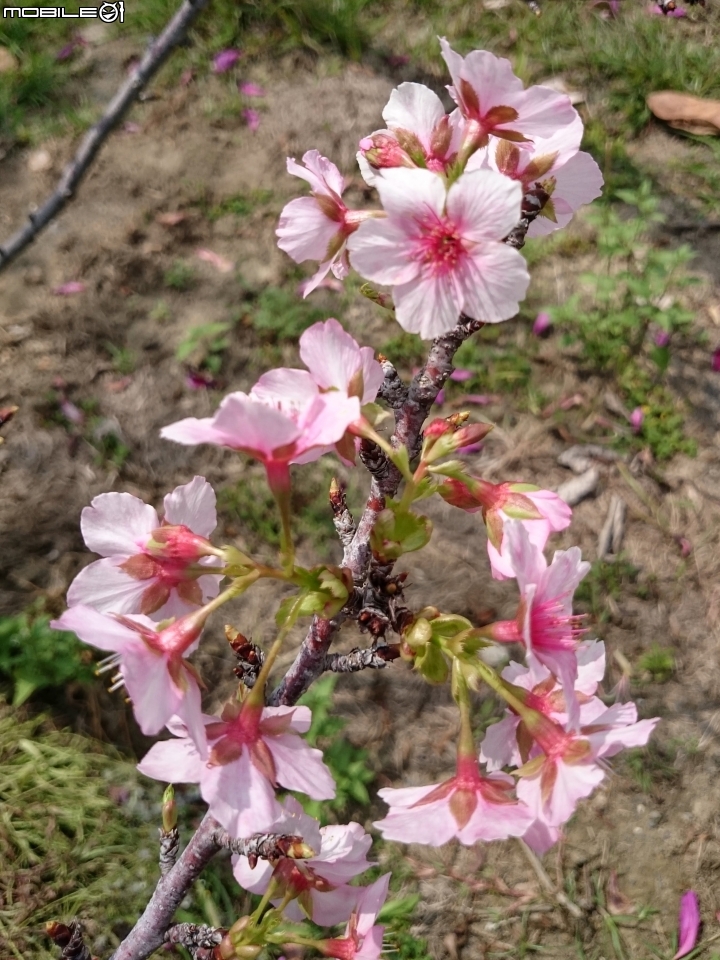 紅千層+河津櫻+落羽松+桑椹 台南市東區巴克禮公園 02/25