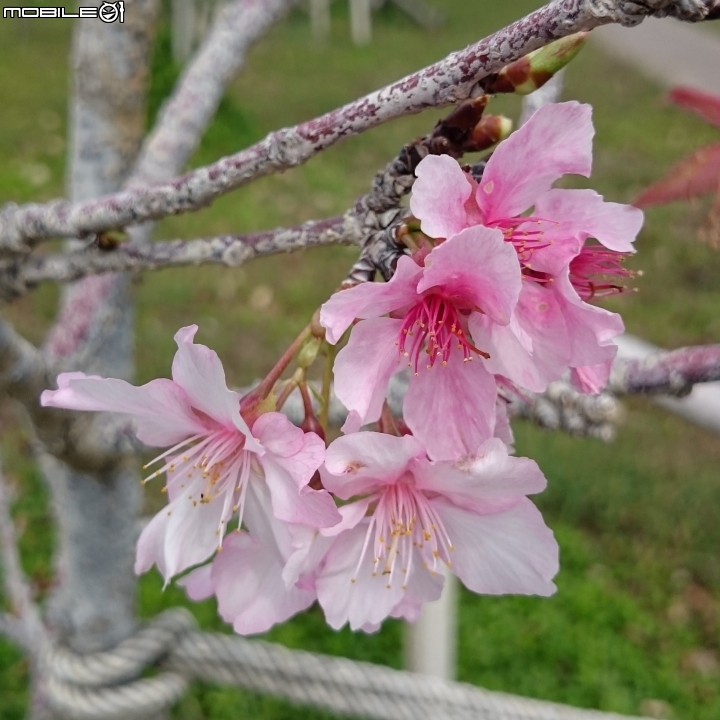 紅千層+河津櫻+落羽松+桑椹 台南市東區巴克禮公園 02/25