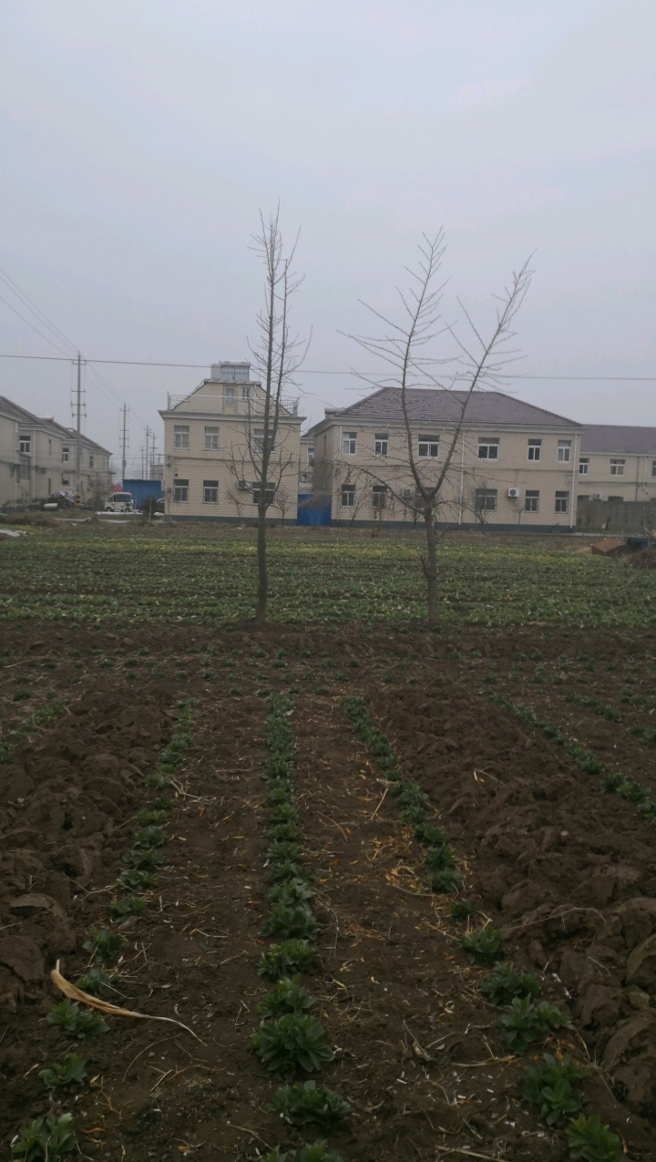 江苏农村，老丈人家