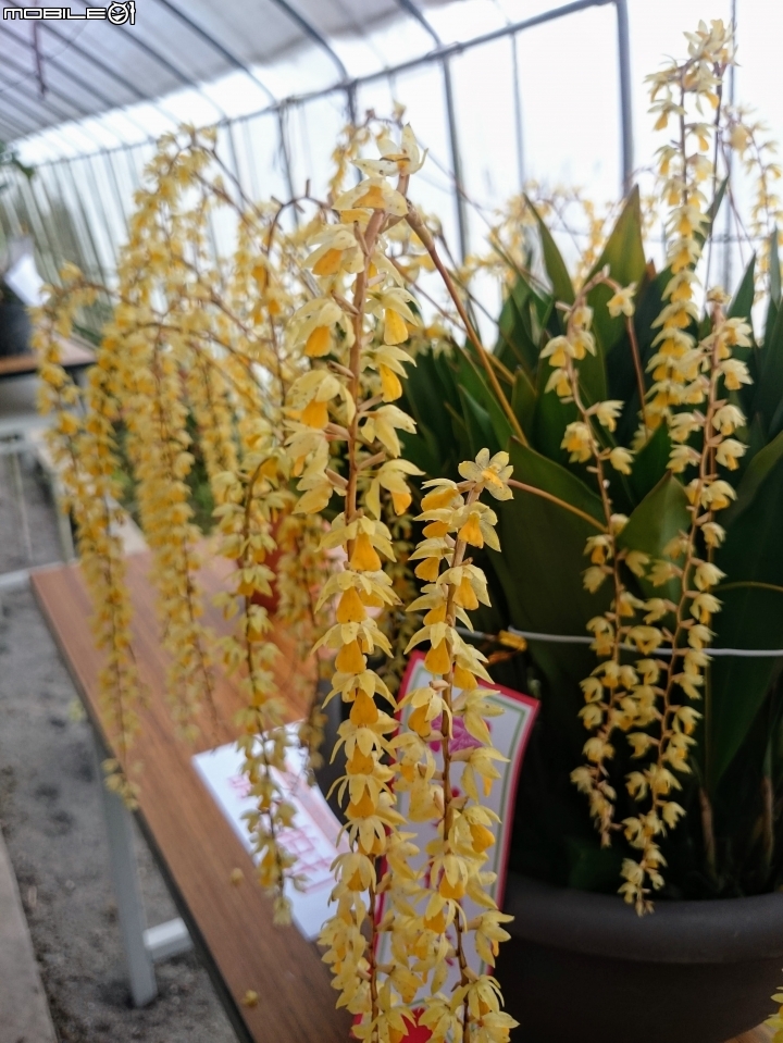 蘭花展 台南市山上區 山上水源地 02/11