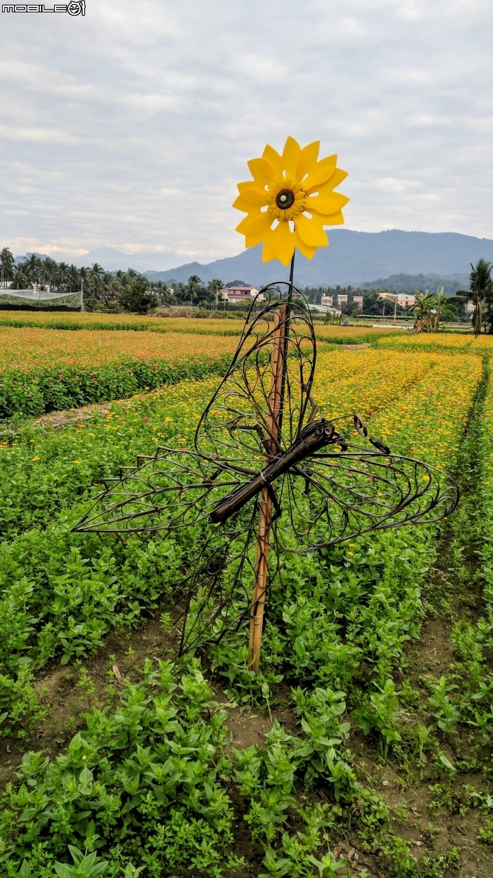 杉林花海 高雄市杉林區02/06