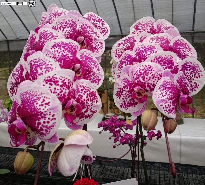 蘭花展 台南市山上區 山上水源地 02/11