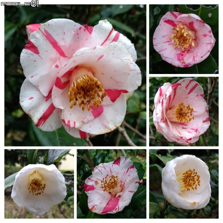 玫瑰花+茶花+含笑花 台南市山上區 山上水源地02/11