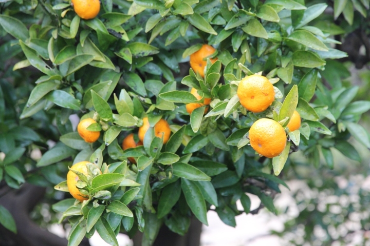 有 福 同 享，日 本 九 州 五 日 遊 記 (第 三 日)