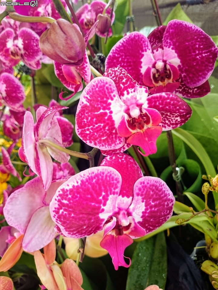 蘭花展 台南市山上區 山上水源地 02/11
