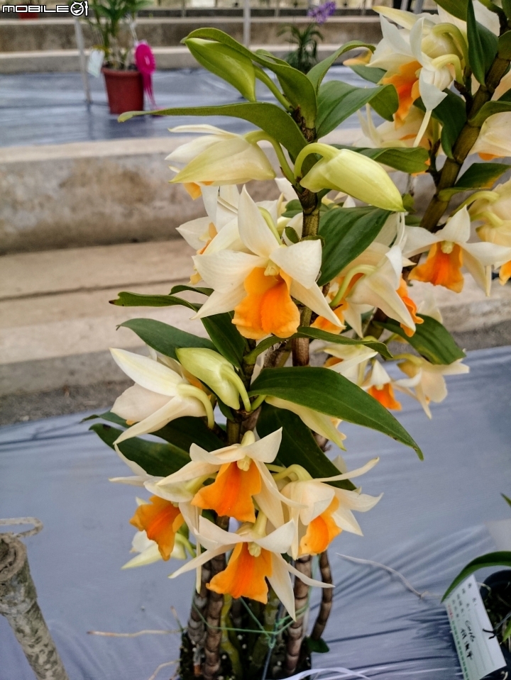 蘭花展 台南市山上區 山上水源地 02/11