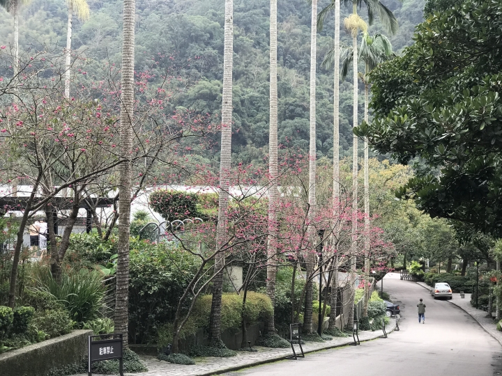 一個人臨時的大板根週未充電之旅
